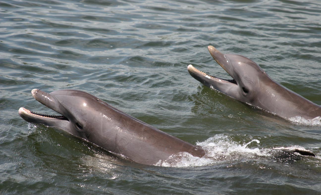 Get out on a Savannah dolphin tour!