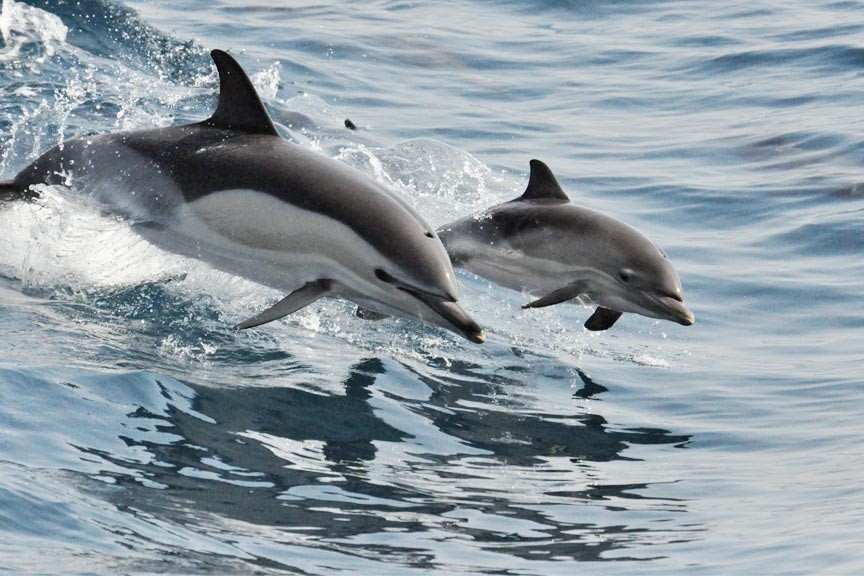 Savannah Dolphin Tour
