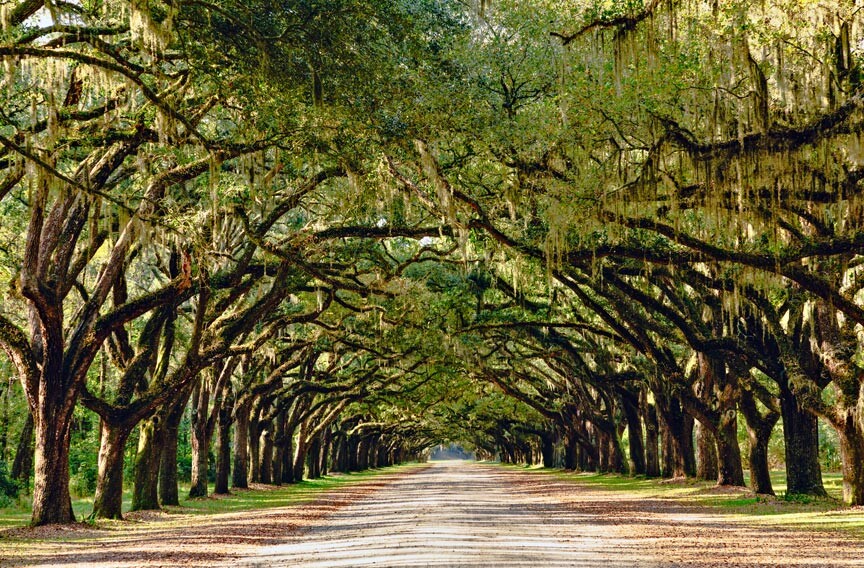 Wormsloe Plantation State Historic Site - Doorway to the Past