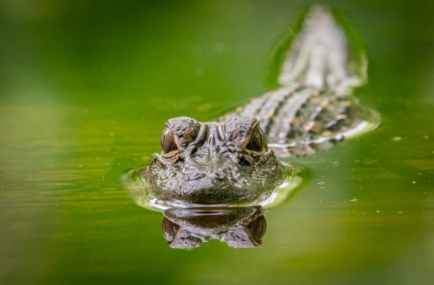 Savannah National Wildlife Refuge American Alligator