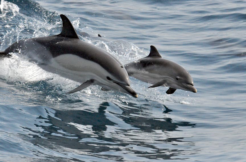 Savannah Dolphin Tour